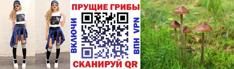 Галлюциногенные грибы мицелий  Купить закладки  Каменка 